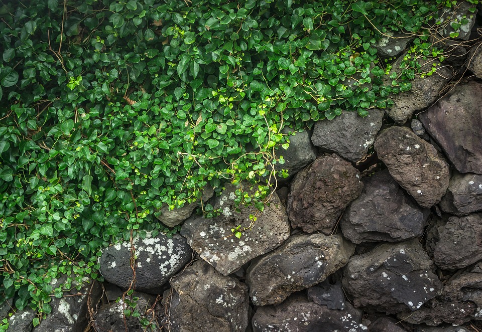 rostliny na kamenech
